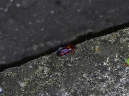 Image of Cosmoscarta bispecularis (White 1844)