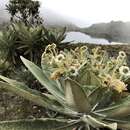 Image of Espeletia occulta subsp. glossophylla