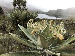 Image of Espeletia occulta subsp. glossophylla