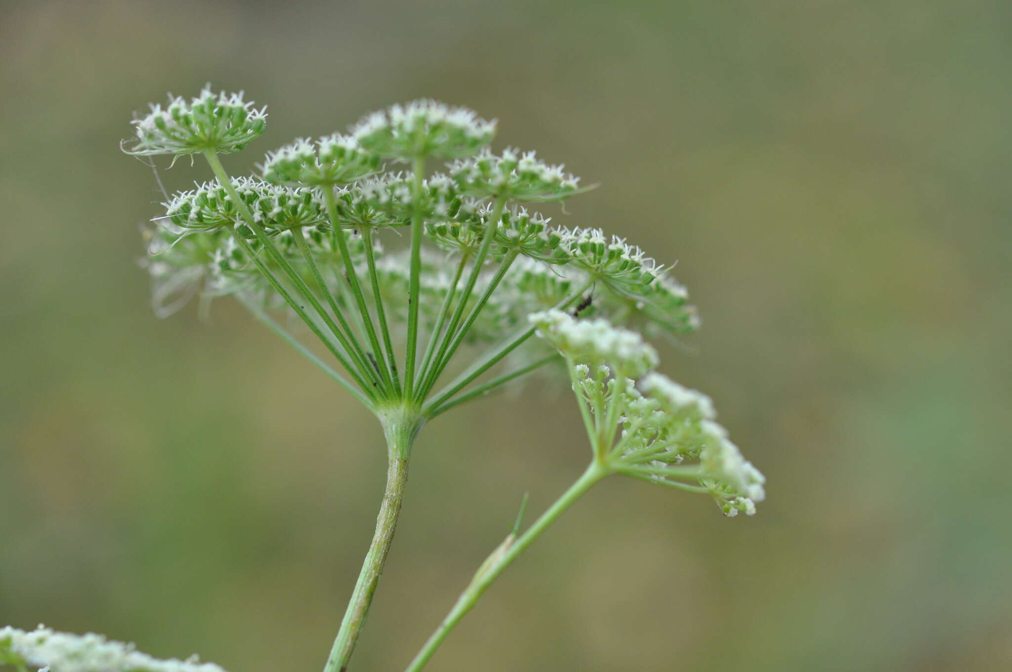 Imagem de Seseli annuum L.