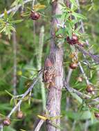 Image of blood redtail cicada