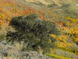 Image of curl-leaf mountain mahogany