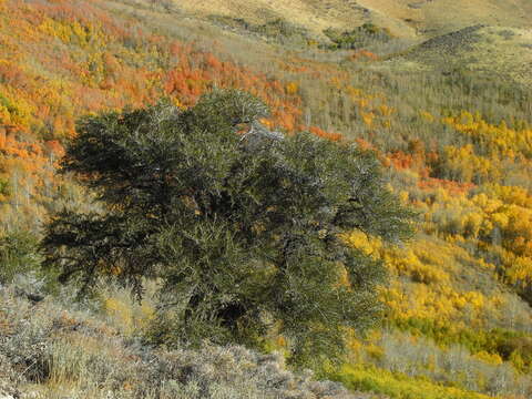 Image of curl-leaf mountain mahogany