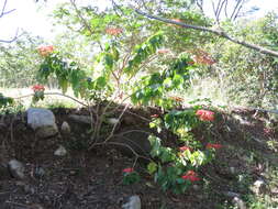 Image of poinsettia