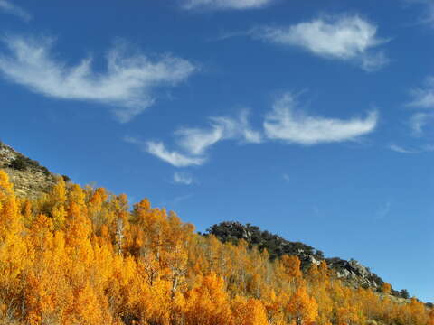 Image of quaking aspen