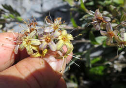 Image of Myosotis concinna Cheesem.