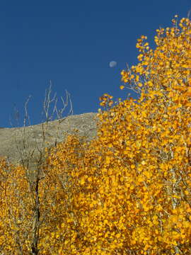 Image of quaking aspen