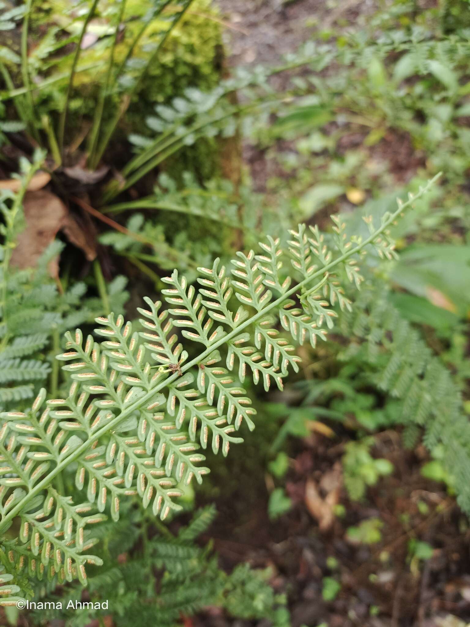 Image of Asplenium thunbergii Kunze