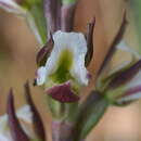 Image of Pretty Hill leek orchid