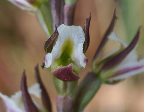 Imagem de Prasophyllum anticum D. L. Jones & D. T. Rouse