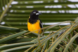 Icterus icterus (Linnaeus 1766) resmi