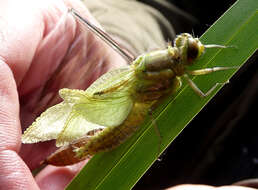 Image of Black-tailed Skimmer