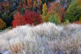 Image of roble beech