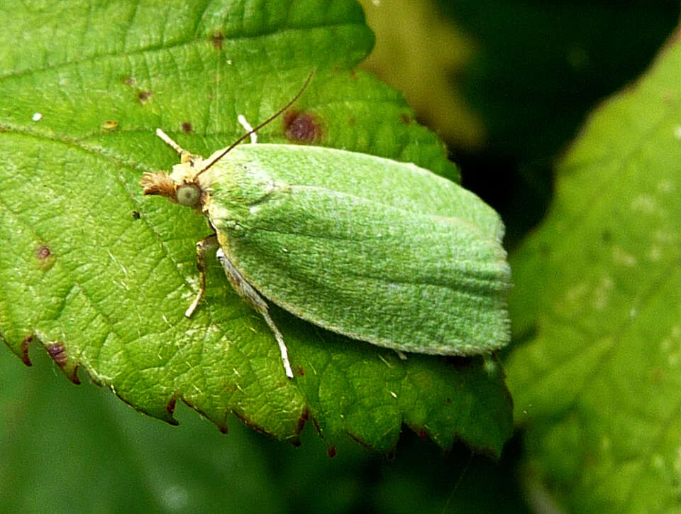 Image of green oak tortrix