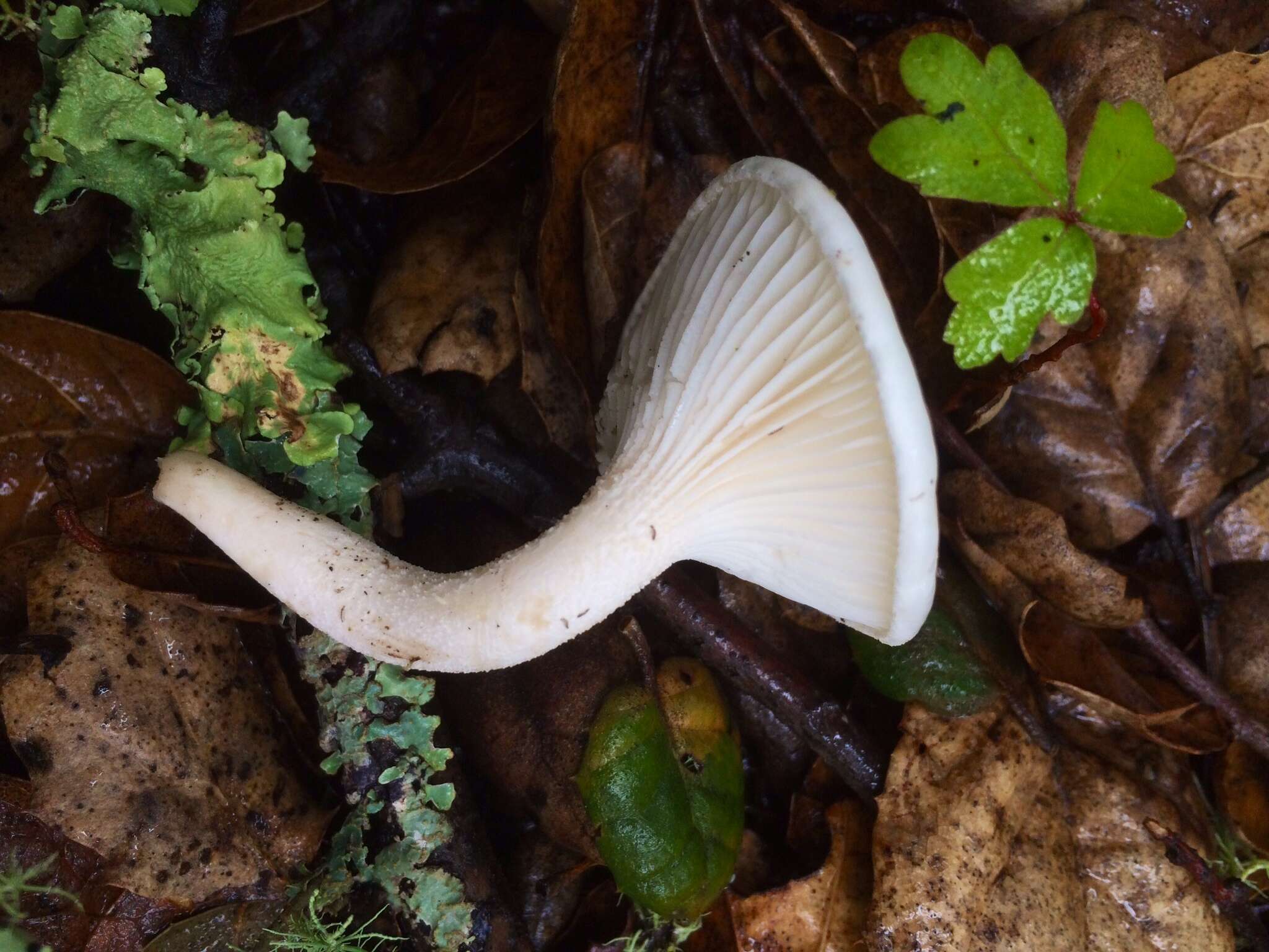 Image of Hygrophorus eburneus (Bull.) Fr. 1838