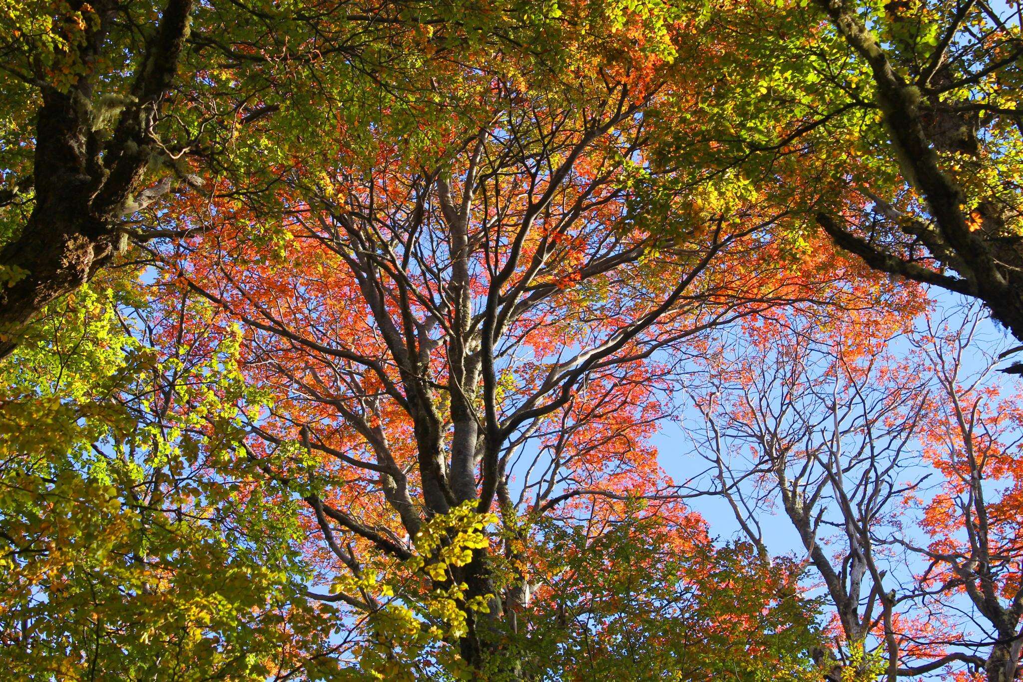 Image of roble beech