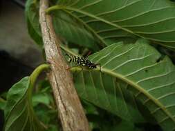 Image of Cotyclytus curvatus (Germar 1821)