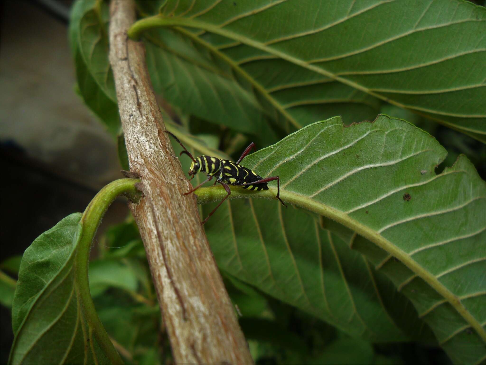 Image of Cotyclytus curvatus (Germar 1821)