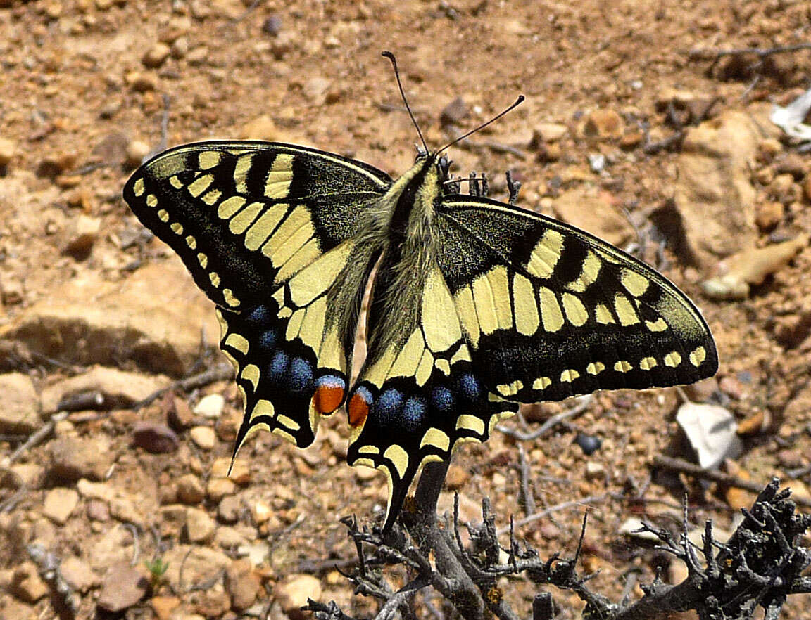 Image of Old World Swallowtail