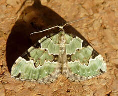 Image of green carpet