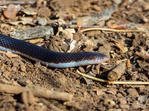 Image of Bibron’s Stiletto Snake