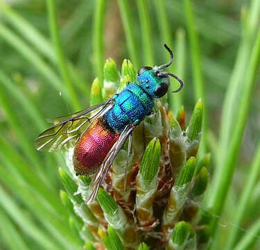 صورة Chrysis ignita