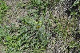 Image de Astragalus exscapus subsp. pubiflorus (DC.) Soó