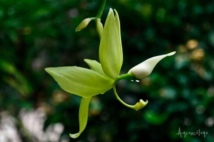 Image of Cycnoches ventricosum Bateman