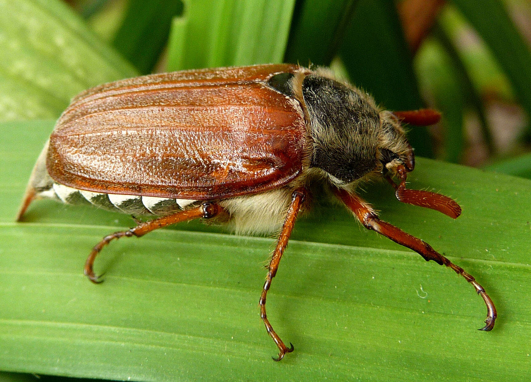 Image of Common cockchafer