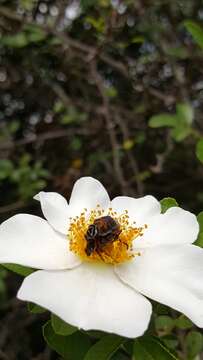 Image of Delta Flower Scarab