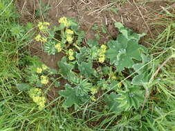 Слика од Alchemilla xanthochlora Rothm.