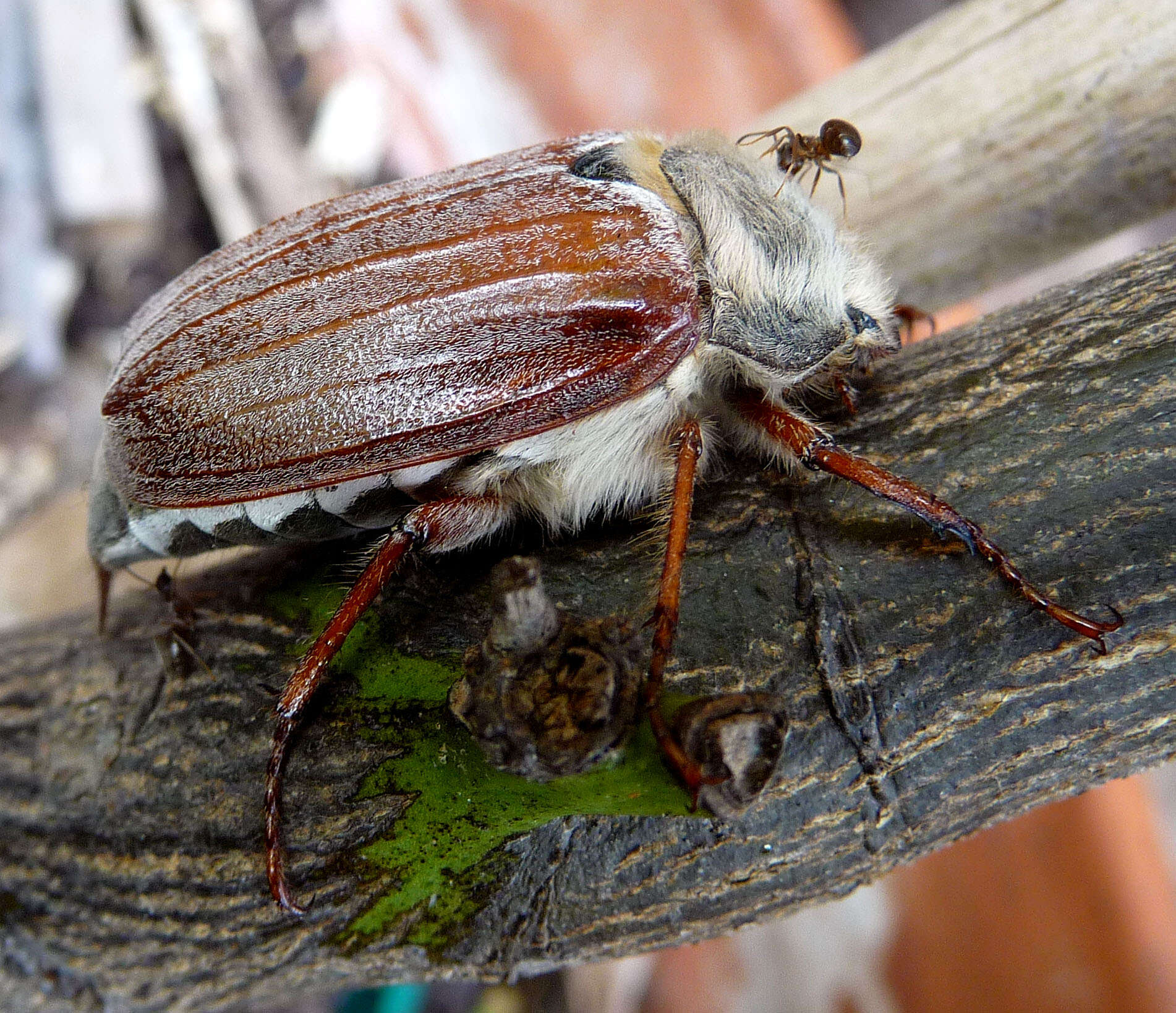 Image of Common cockchafer