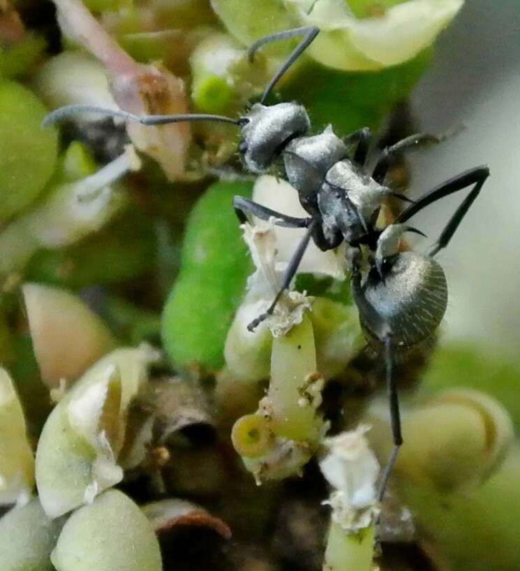 Image of Polyrhachis cupreata Emery 1895