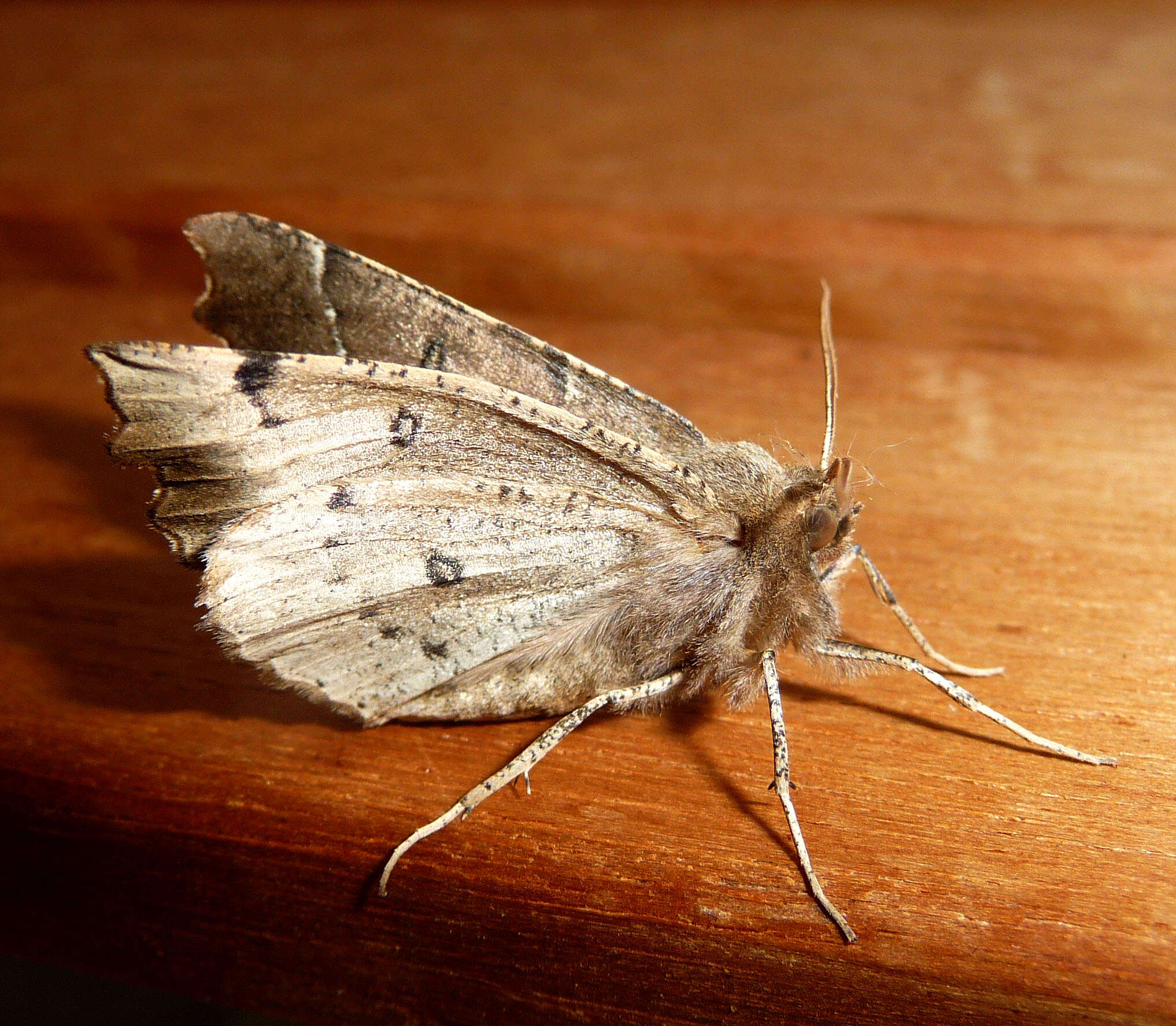 Image of scalloped hazel