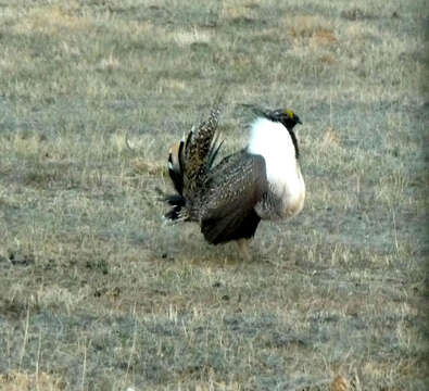 Image of Gunnison sage-grouse; greater sage-grouse