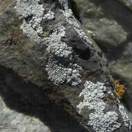 Image of White rim-lichen;   Rim Lichen