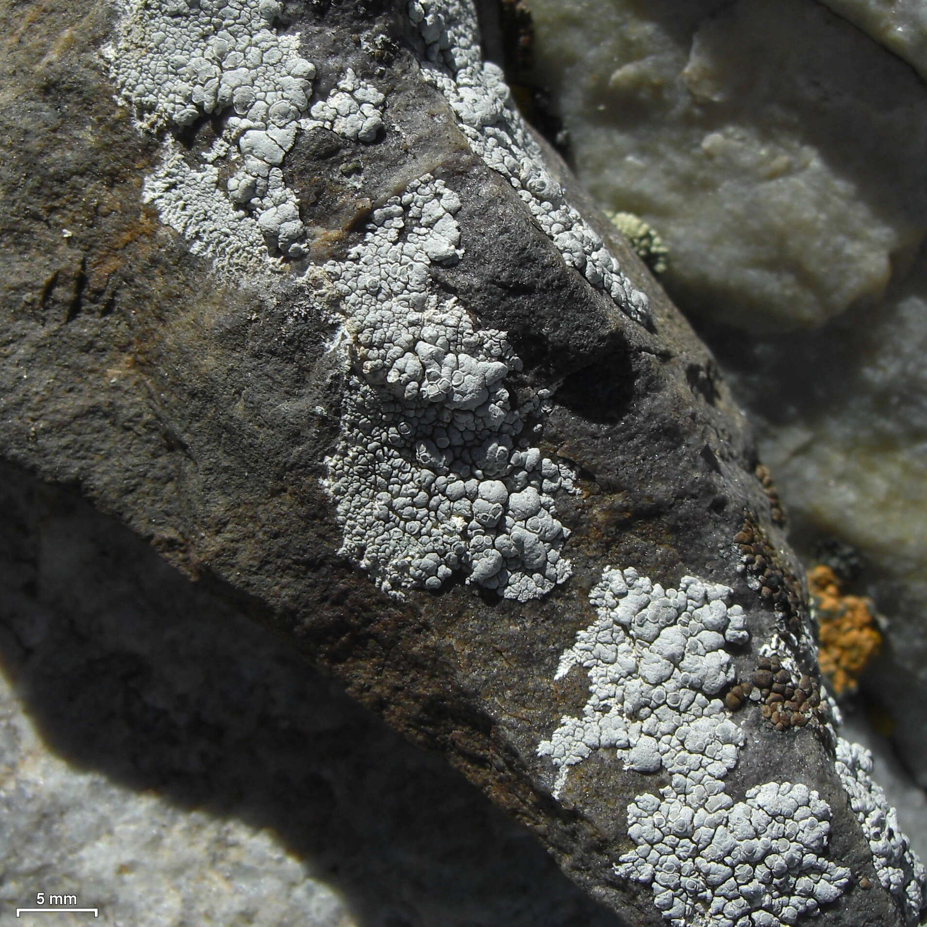 Lecanora rupicola (L.) Zahlbr. resmi