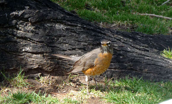 Image of American Robin