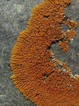 Image of Desert firedot lichen;   Orange lichen