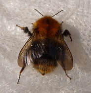 Image of Common carder bumblebee