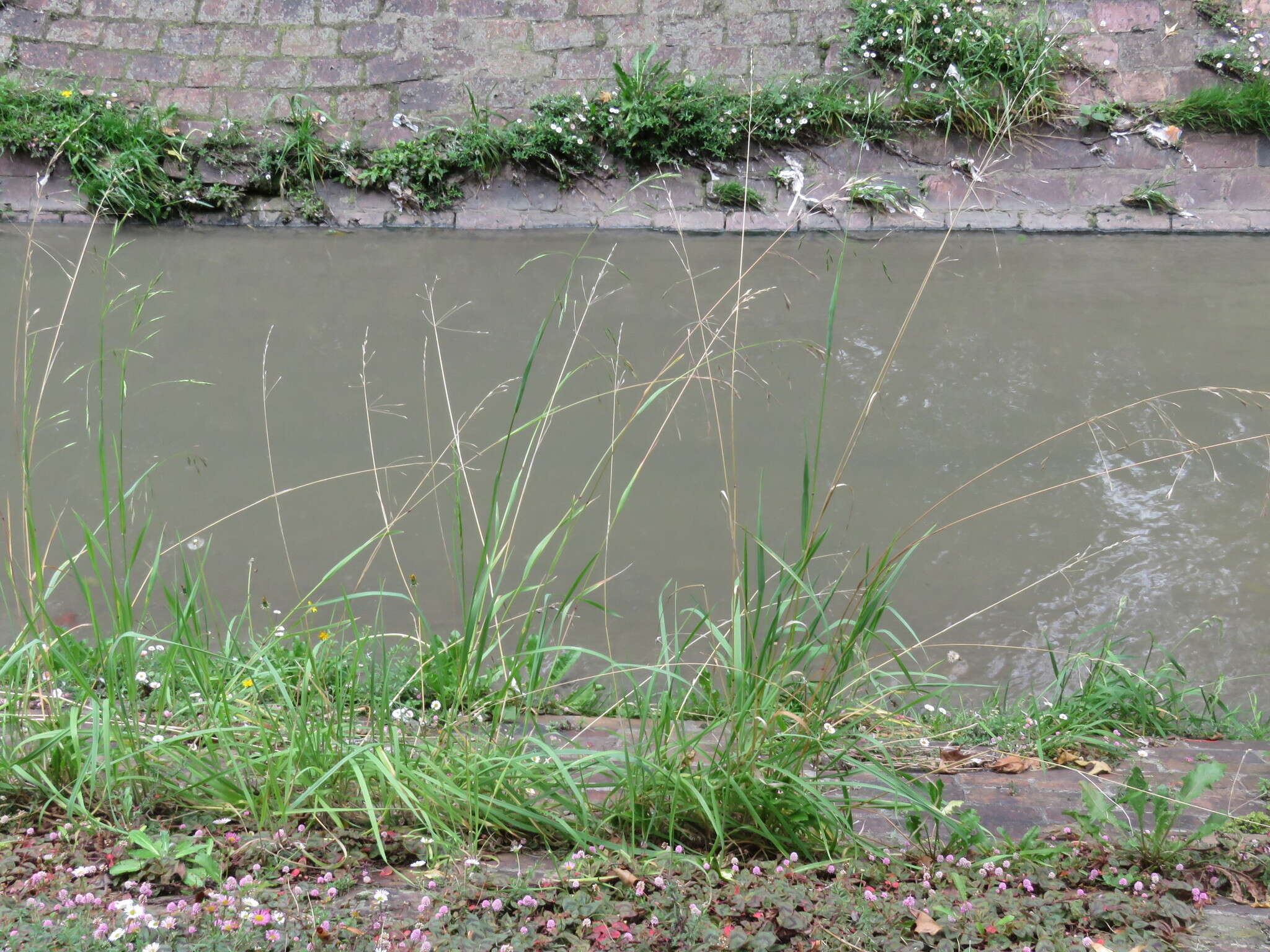 Imagem de Bromus pitensis Kunth