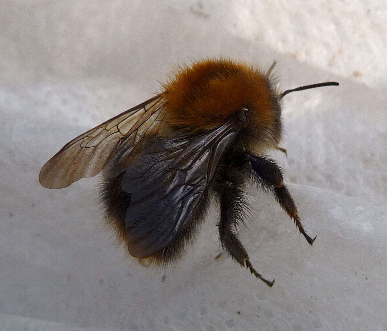 Image of Common carder bumblebee