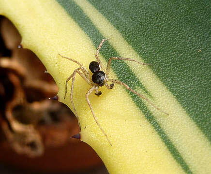 Image of Philodromus dispar Walckenaer 1826