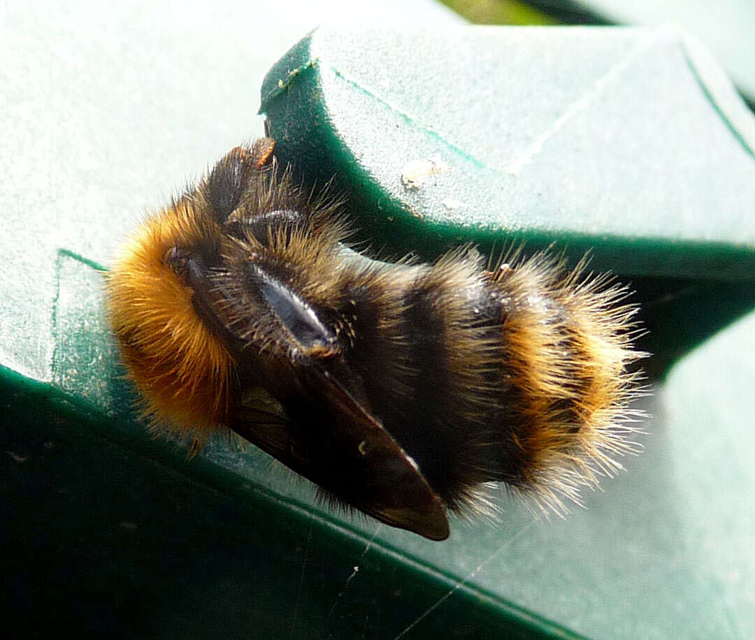 Image of Common carder bumblebee