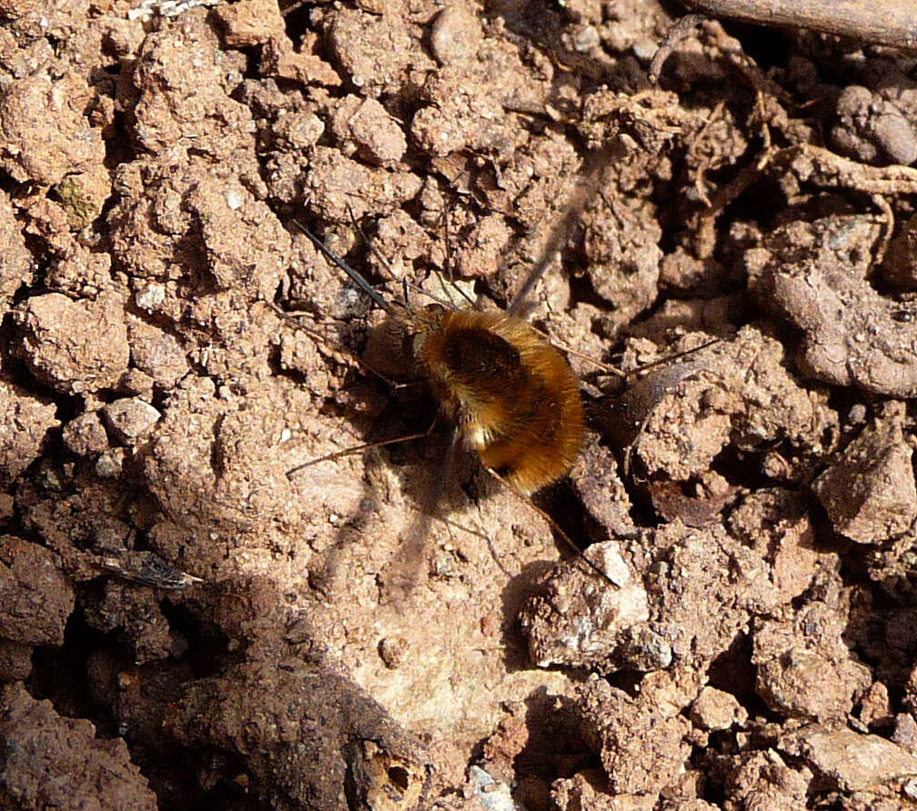 Image of Large bee-fly