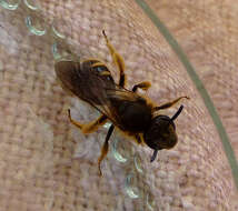 Image of sweat bees