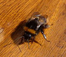 Image of Buff-tailed bumblebee