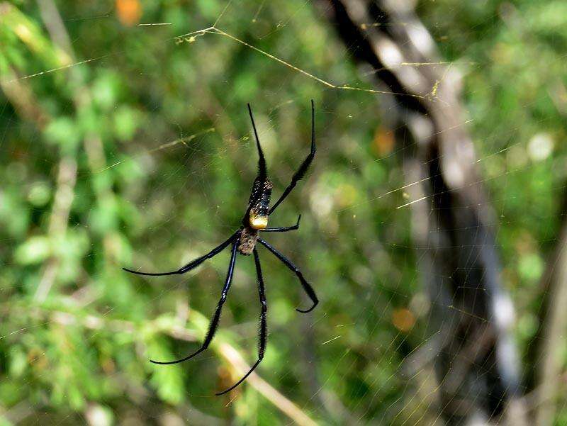 صورة Trichonephila fenestrata (Thorell 1859)