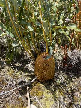 Image of Banksia repens Labill.