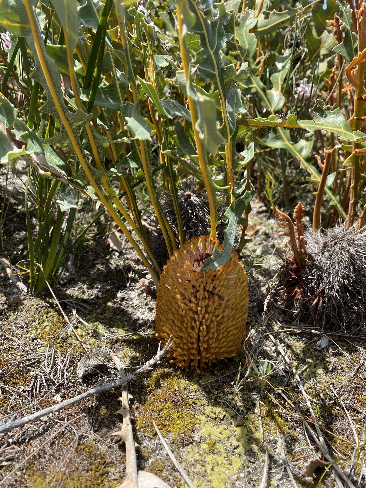 Image of Banksia repens Labill.
